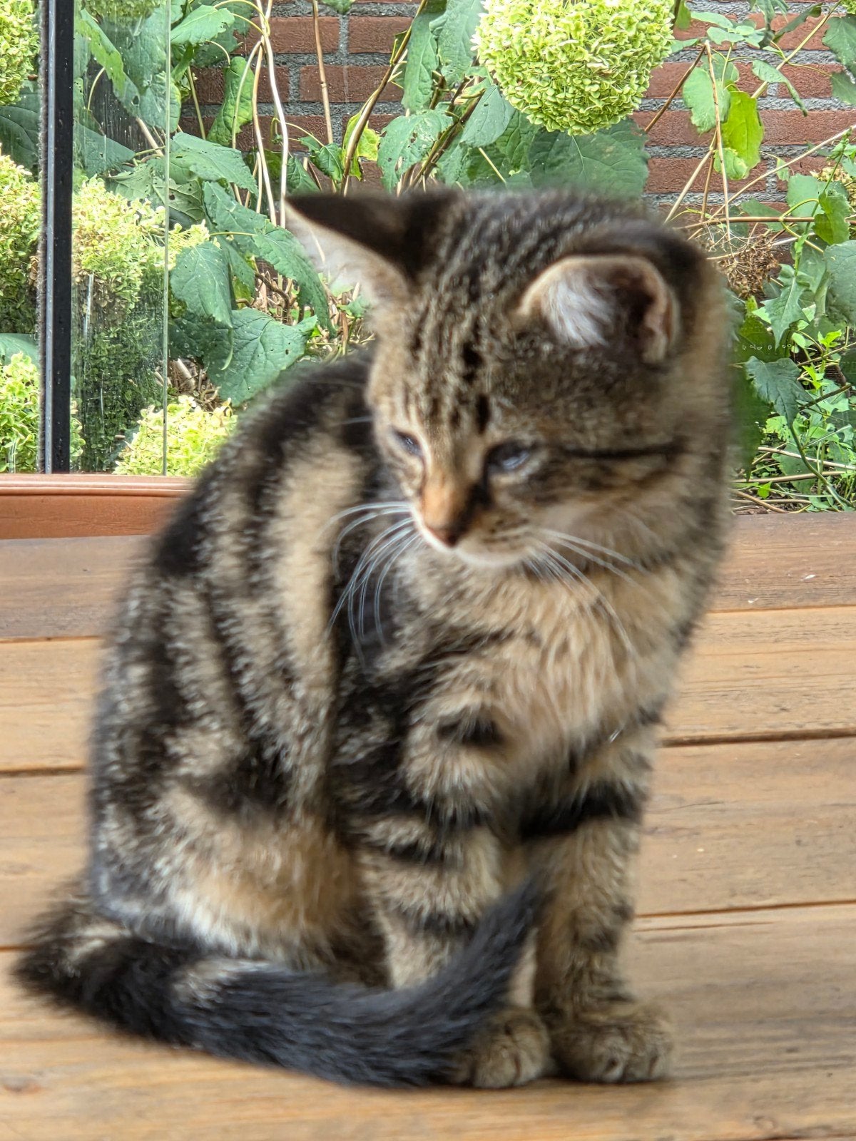 boerderijkitten, Poes