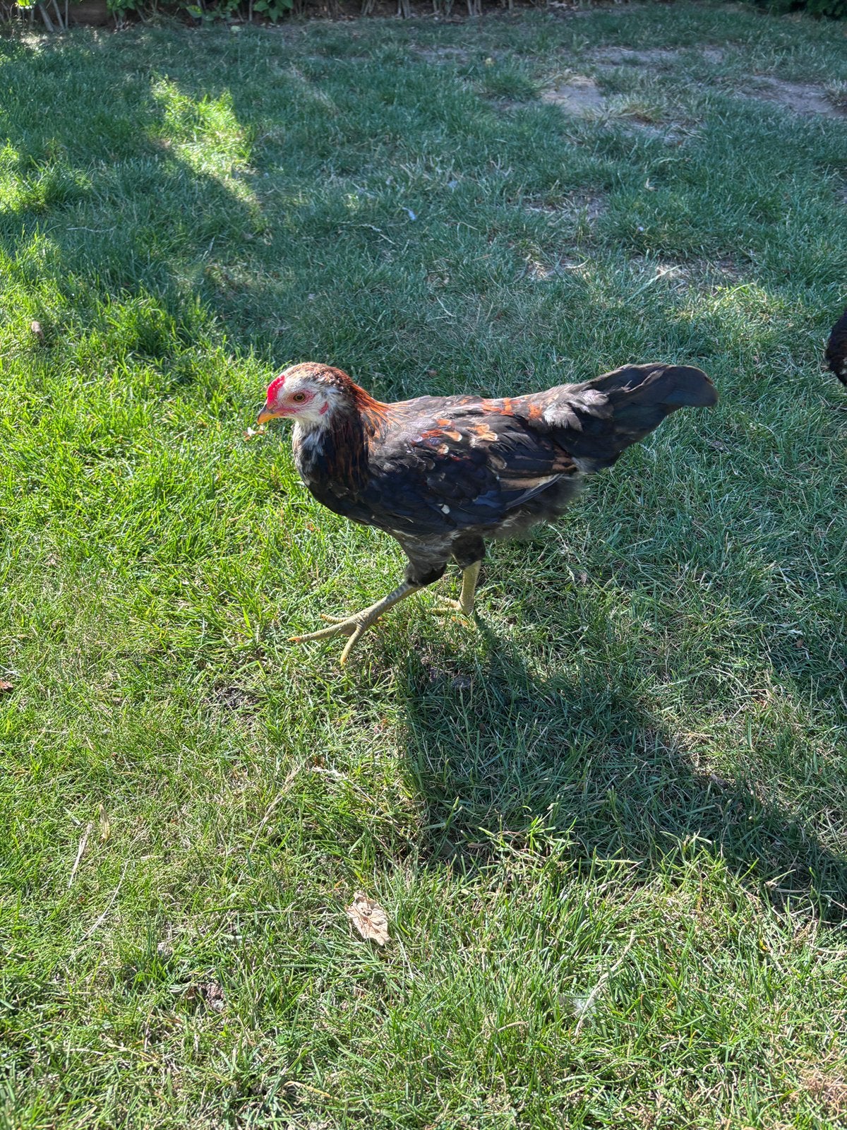 Raszuivere araucana haan, Dieren en Toebehoren, Mannelijk, Kip