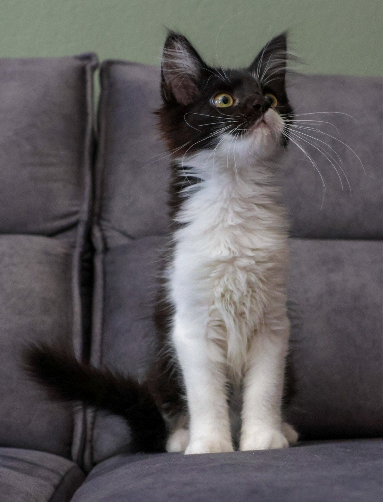 Lieve Maine Coon x American Ringtail kitten zoekt goudenmand, Meerdere dieren, Ontwormd, 0 tot 2 jaar