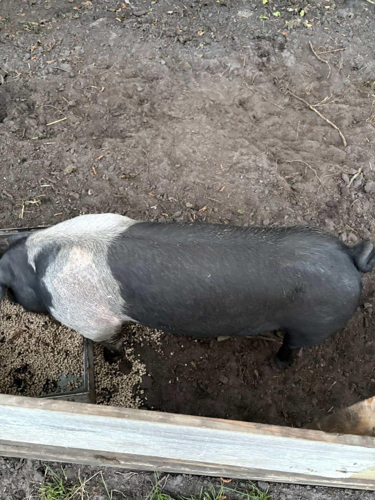 Varken te koop, Vrouwelijk, Varken, 0 tot 2 jaar