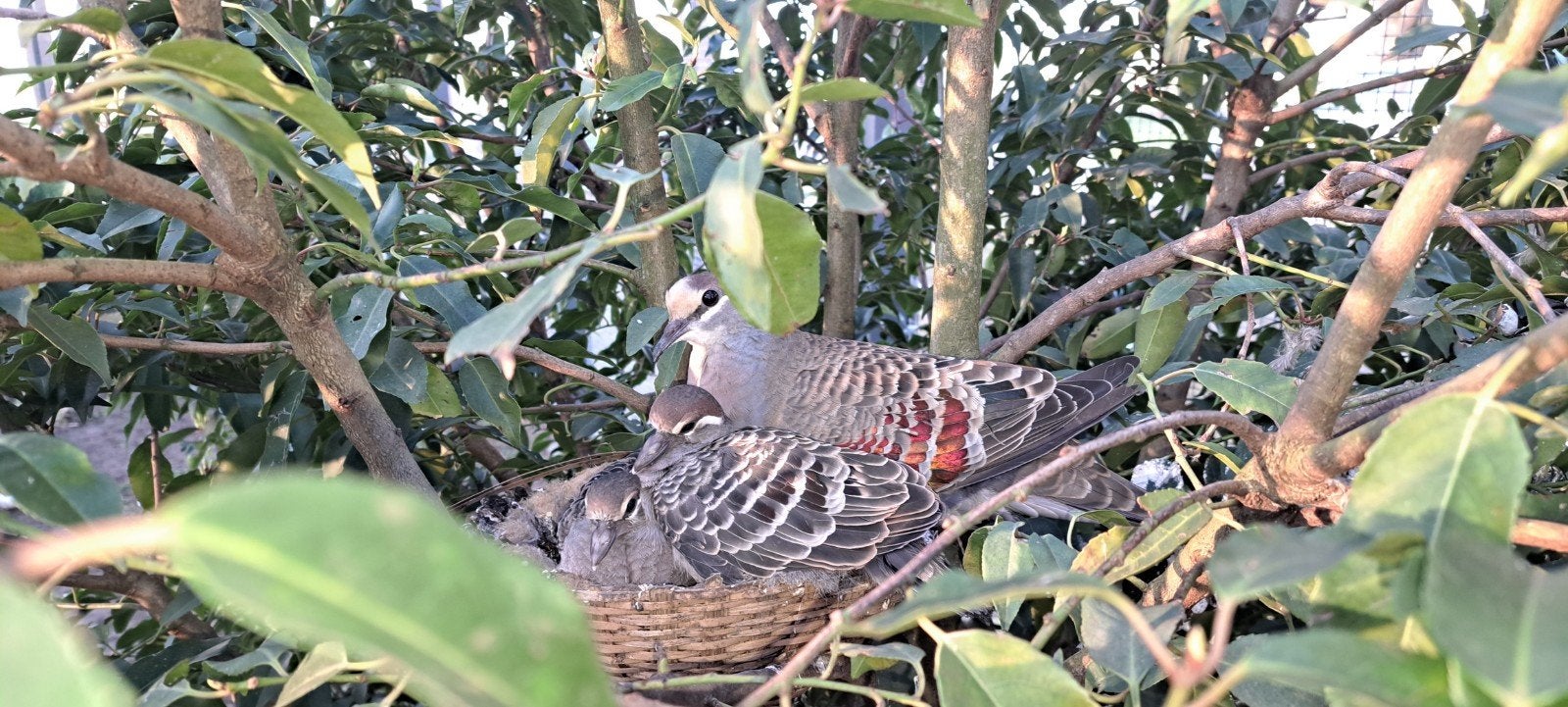 bronsvleugel koppel, Meerdere dieren, Tropenvogel, Geringd