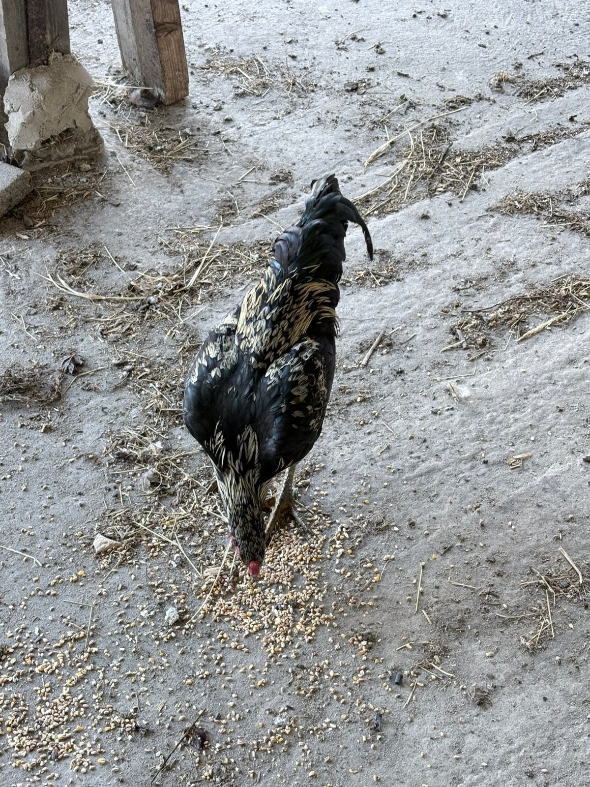 Jonge, grote haan te koop, Dieren en Toebehoren, Mannelijk, Kip