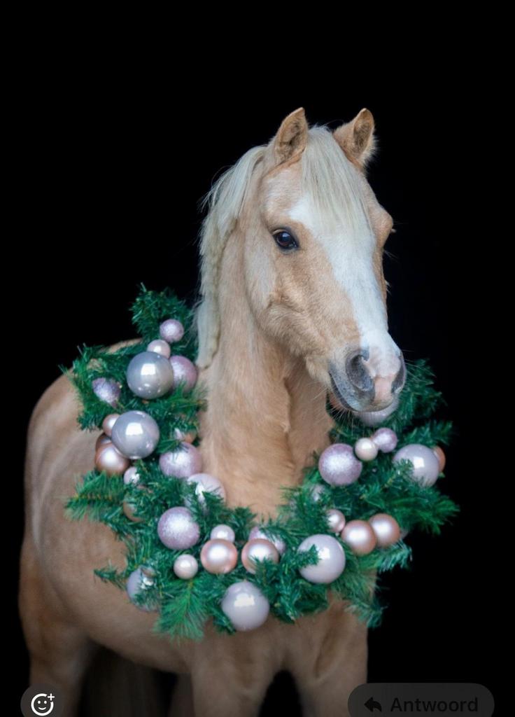 Lieve, knappe c-pony , palomino ruintje, Dieren en Toebehoren, Pony's, Met stamboom, Ruin, C pony (1.27m tot 1.37m), 7 tot 10 jaar