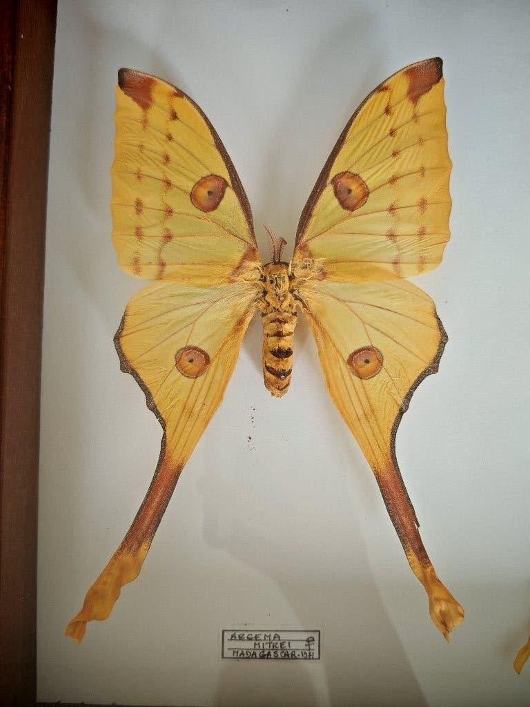 Prachtige set Argema Mittrei vlinders in lijst, Verzamelen, Ophalen of Verzenden, Zo goed als nieuw, Insect, Opgezet dier