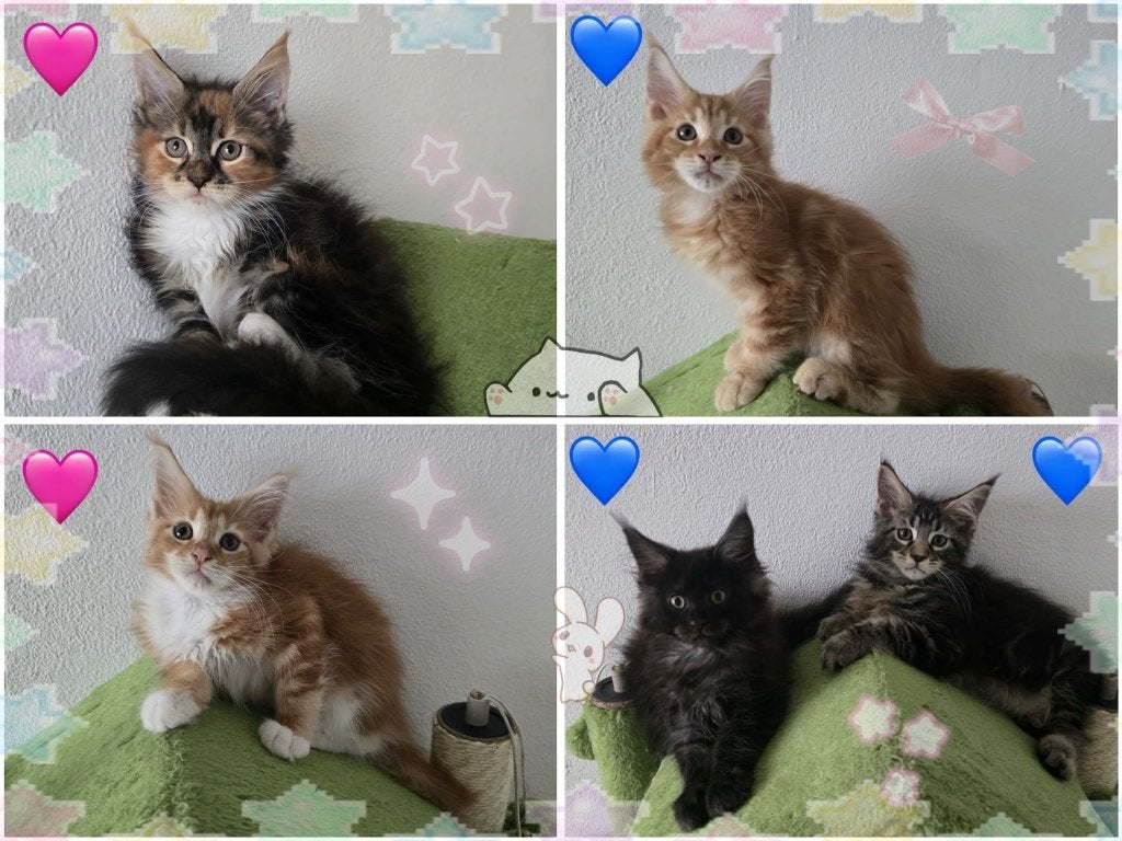 Prachtige maincoons kittens, Meerdere dieren, Met stamboom, 0 tot 2 jaar