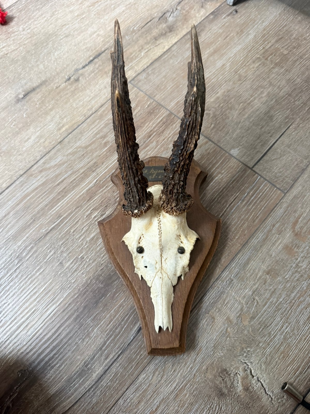 Dieren Schedel, Ophalen of Verzenden, Nieuw, Schedel