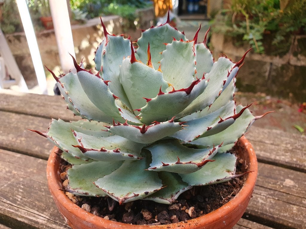 Agave potatorum compacta, Ophalen of Verzenden, Bloeit niet, Overige soorten, Volle zon