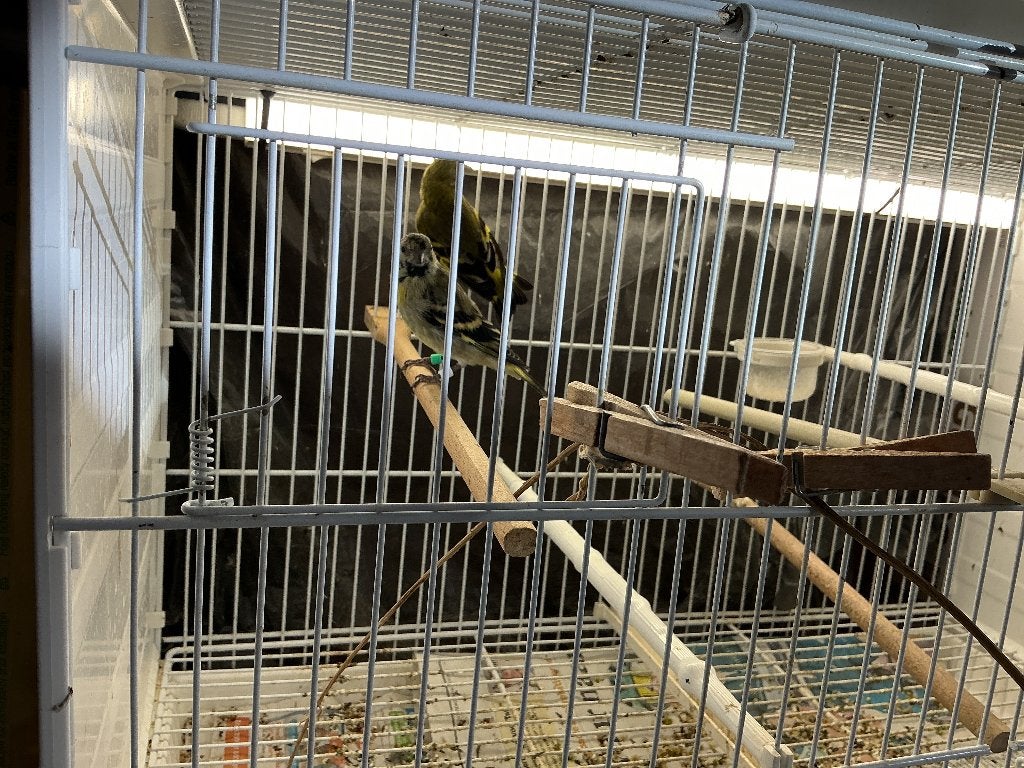 Zwartkopsijzen, Meerdere dieren, Tropenvogel