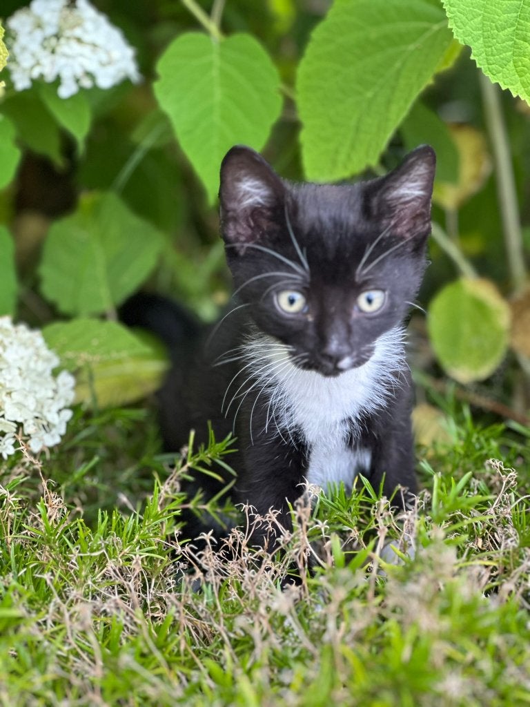 6 leuke kittens te koop!, Meerdere dieren, Ontwormd, 0 tot 2 jaar