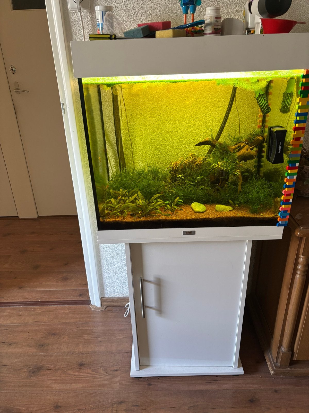 Aquarium, met garnalen en een Ancistrus, Ophalen, Inclusief vissen, Juwel, Gevuld zoetwateraquarium
