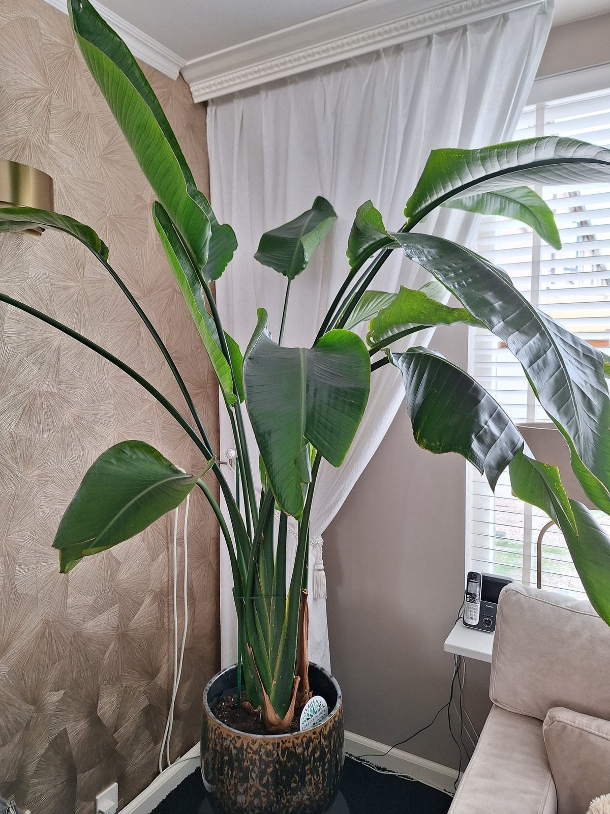 Strelitzia plant 160cm+ met pot, Huis en Inrichting, Kamerplanten, Ophalen, Halfschaduw, 150 tot 200 cm