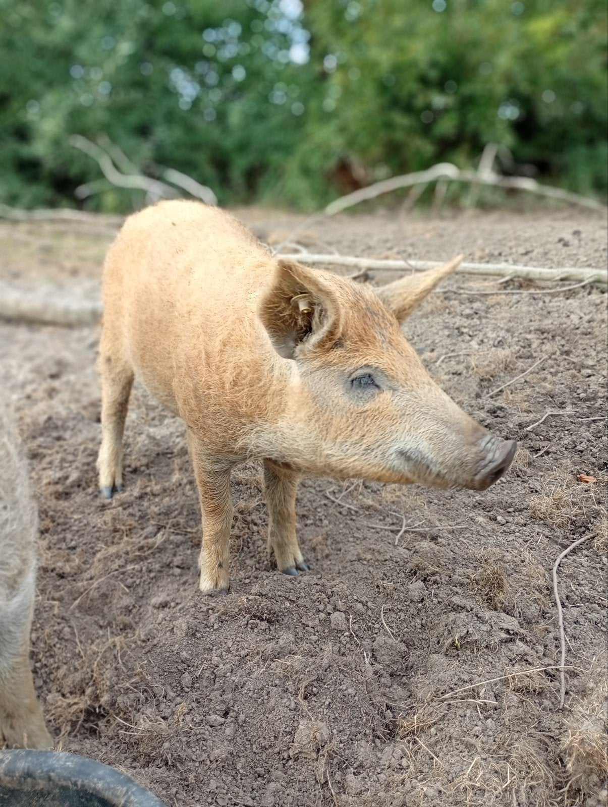 gezocht mangalica Hongaarse wolvaken Beertje, Dieren en Toebehoren, Schapen, Geiten en Varkens, Mannelijk