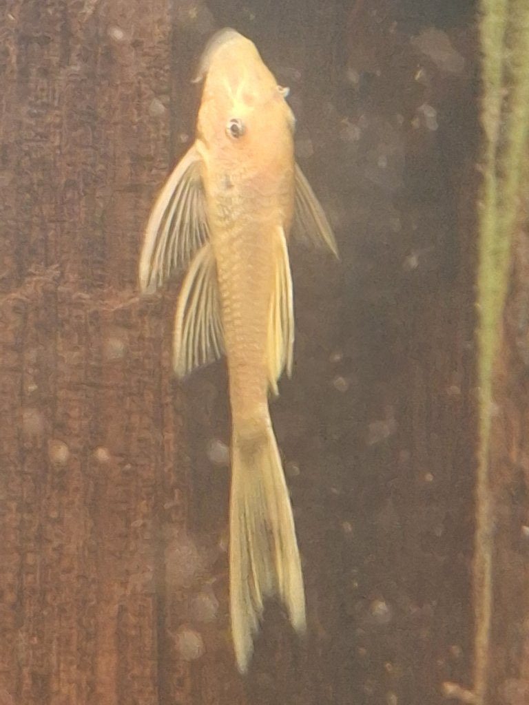 Veel aquariumvissen, Dieren en Toebehoren, Vis