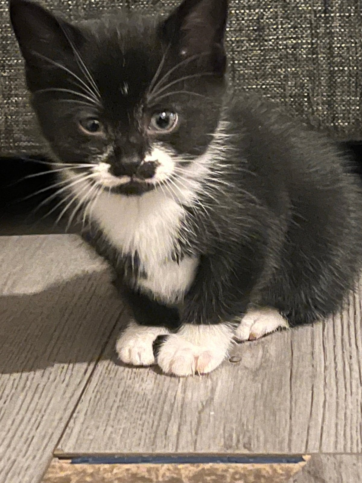 3 kittens, Dieren en Toebehoren, Poes, Kortharig, 0 tot 2 jaar