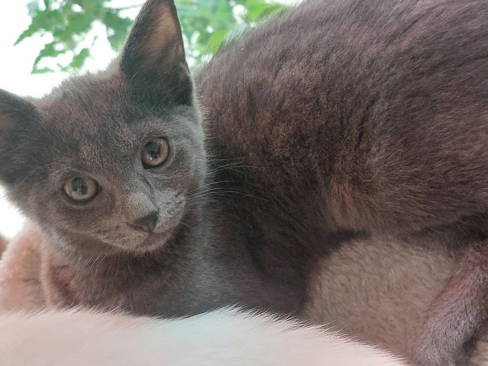 1 super sweet, cuddly kitten