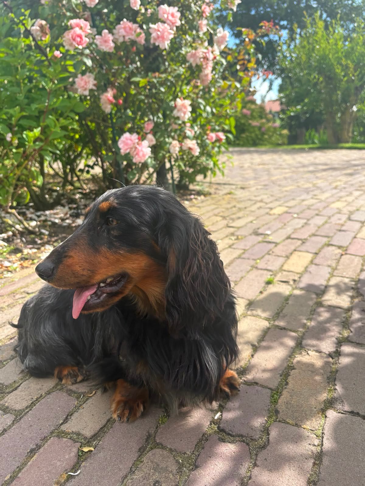 Deze lieve  teckel is opzoek naar zijn goude mandje, Particulier, Reu, 1 tot 2 jaar, Buitenland