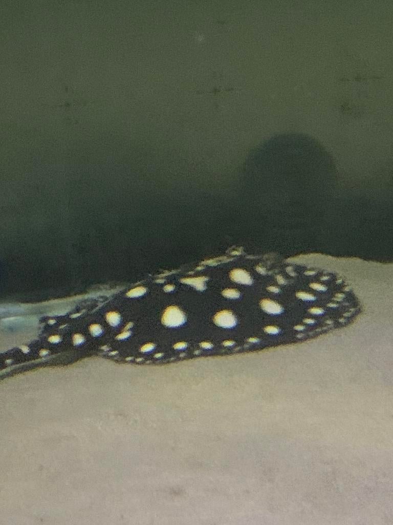 Black diamond pups, Dieren en Toebehoren, Vissen | Aquariumvissen, Vis