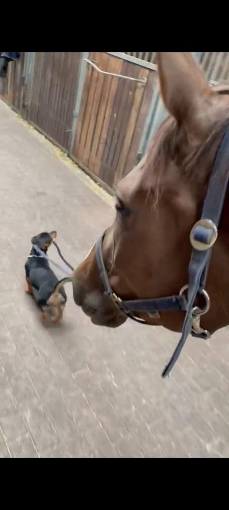 dekreu jack russel black en tan, Dieren en Toebehoren, Honden | Dekreuen, Reu, Particulier, Eén hond, Nederland, 3 tot 5 jaar