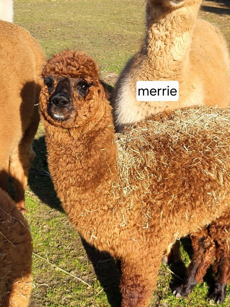 Alpaca merrieveulen, Dieren en Toebehoren, Augustus, Mannelijk