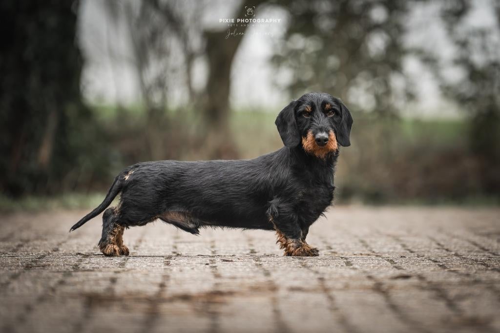 Dekreu standaard ruwhaar, Dieren en Toebehoren, Reu, 1 tot 2 jaar, Parvo, Eén hond