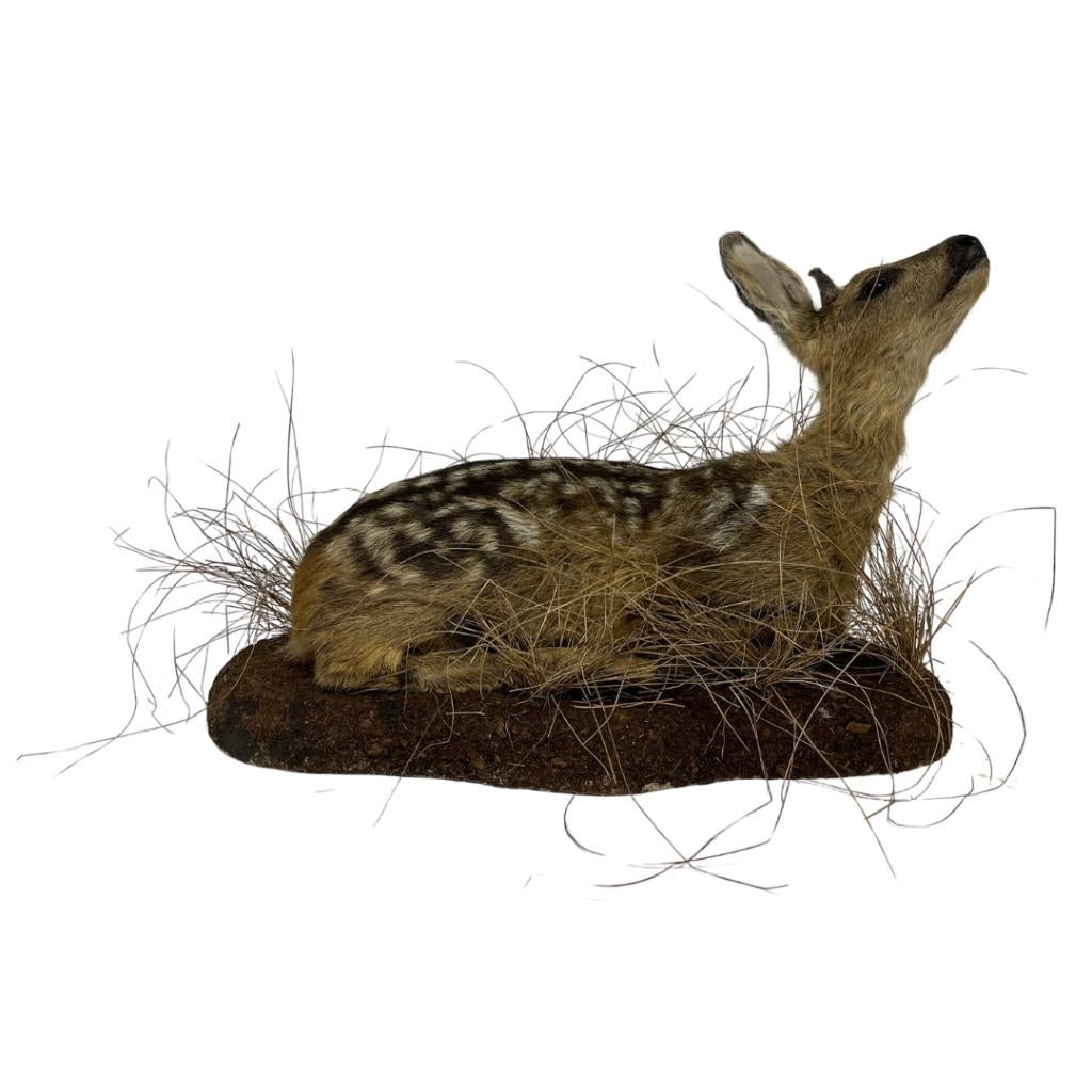 Opgezet baby hert / Bambi, Verzamelen, Dierenverzamelingen, Zo goed als nieuw, Opgezet dier, Wild dier, Ophalen