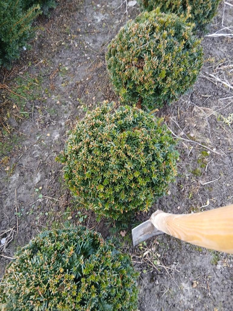 Taxus bollen, Ophalen, Taxus, Struik, Minder dan 100 cm