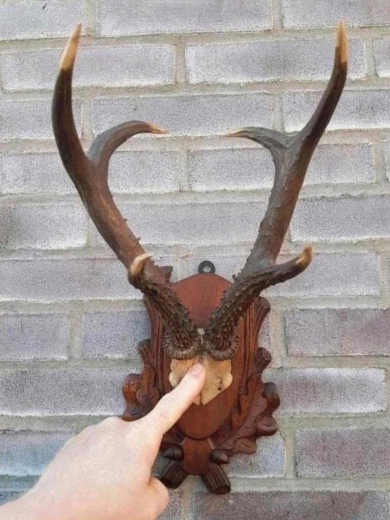 De allergrootste ree bok - geweien tot 30cm! Mega 6-ender !, Ophalen of Verzenden, Zo goed als nieuw, Hert, Gewei of Kop