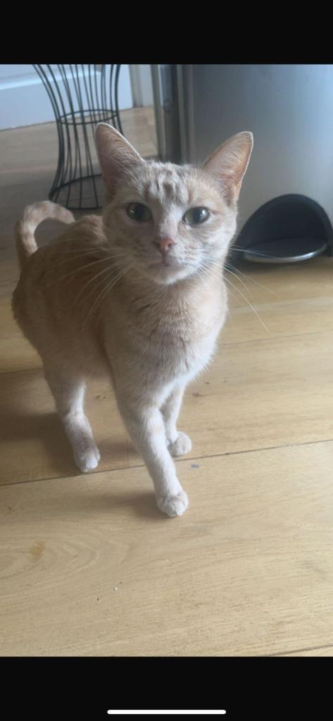 Katten, Poes, 3 tot 5 jaar