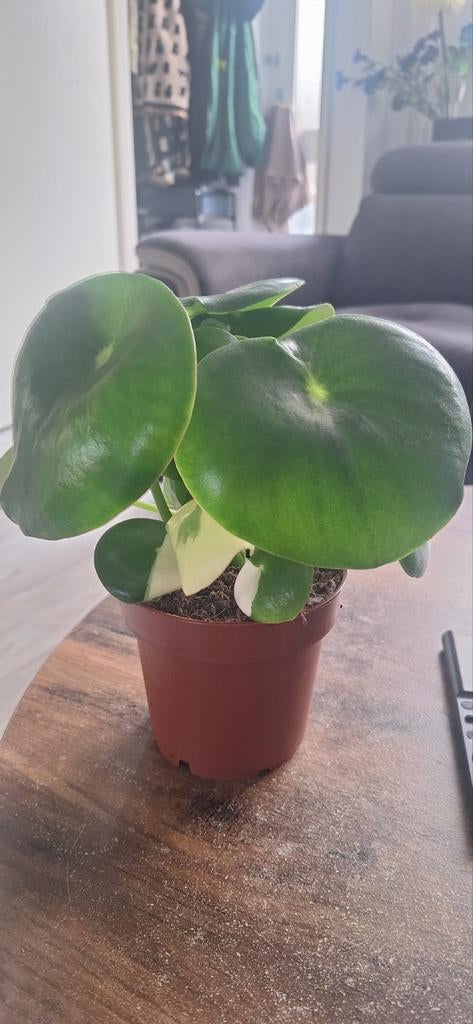 Peperomia  Polybotrya raindrop variegata, Huis en Inrichting, Kamerplanten, Ophalen of Verzenden, Halfschaduw, Minder dan 100 cm