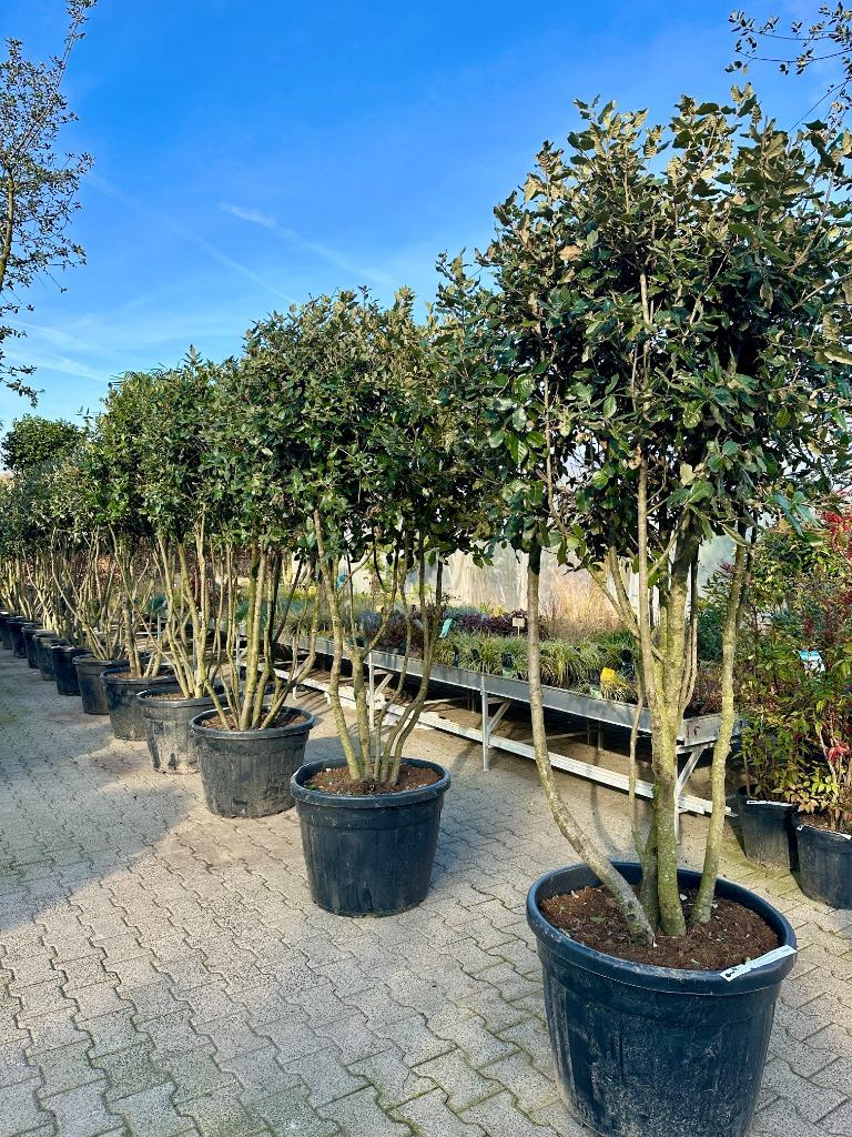 Exclusieve meerstammige steeneik ( Quercus ilex ) te koop!!!, 100 tot 250 cm, Zomer, Volle zon, In pot