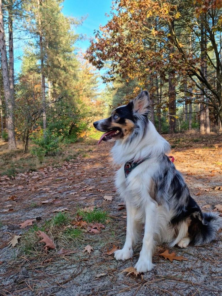 Bordercollie reu ter dekking  aangeboden, dekreu Bordercolli, Dieren en Toebehoren, Particulier, Reu, Buitenland, Parvo