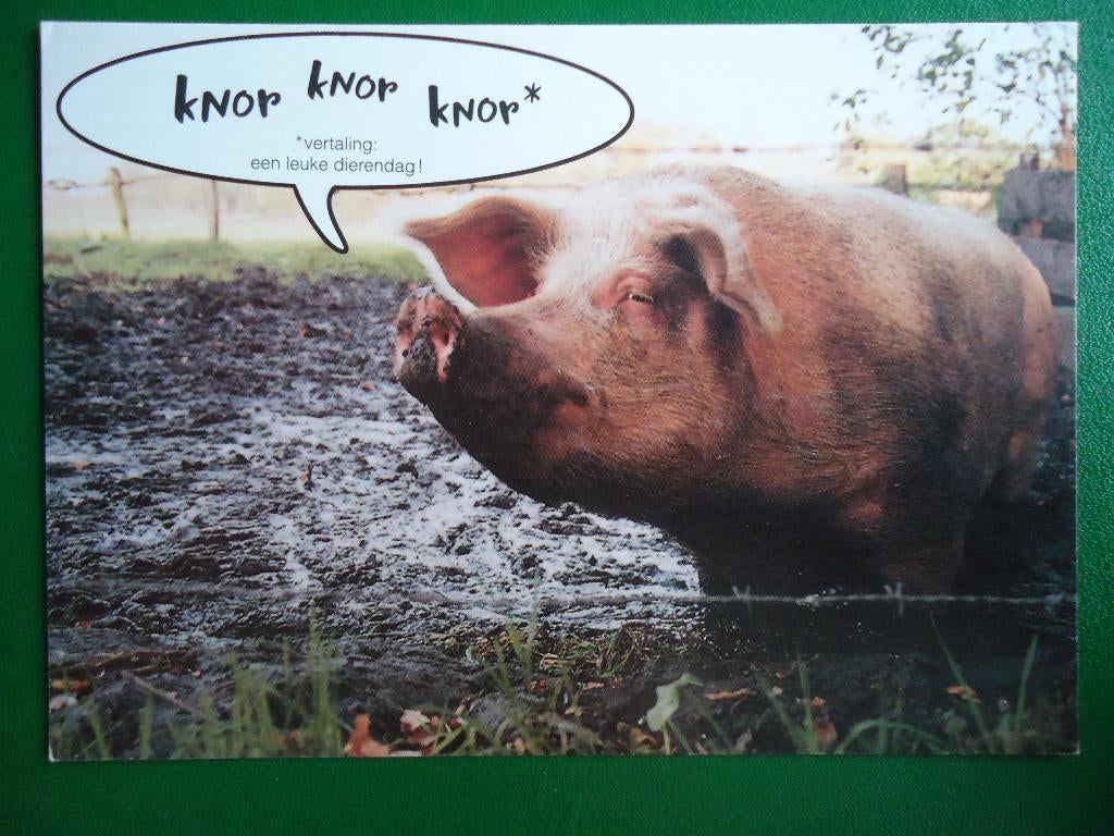 (15) Dierenkaart: VARKEN, Ophalen of Verzenden, 1980 tot heden, Ongelopen, Overige soorten