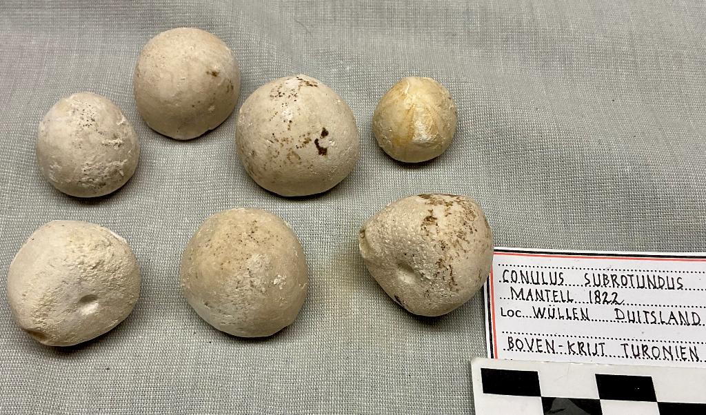 Zee-egel Conulus Wüllen Krijt, Verzamelen, Ophalen of Verzenden, Fossiel