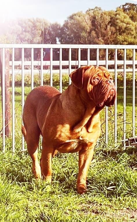 Bordeauxdog dekreuen HD/ED gekeurd met top uitslagen, Nederland, Parvo, Reu, Meerdere