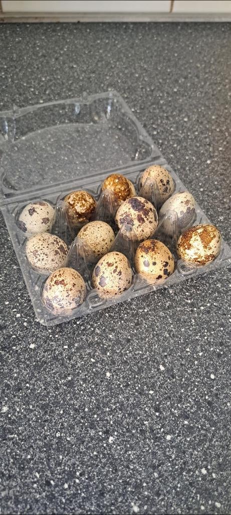 Kwartel eieren, Dieren en Toebehoren, Pluimvee, Geslacht onbekend, Overige soorten