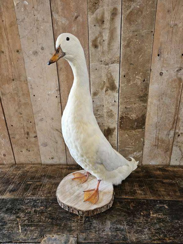 opgezette loopeend ``WOONWINKEL RUSTIEK``, Ophalen of Verzenden, Zo goed als nieuw, Vogel, Opgezet dier