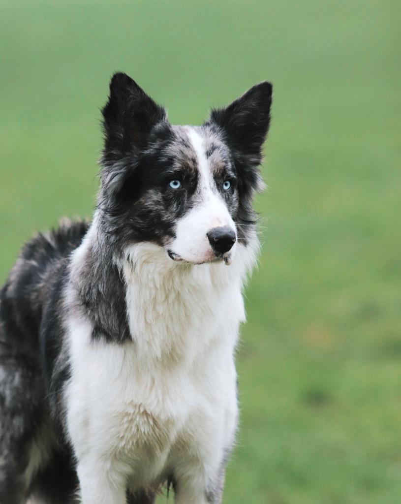 Mooie blue Merle border collie dekreu, volledig getest!, Dieren en Toebehoren, Reu, 1 tot 2 jaar, Parvo, Eén hond