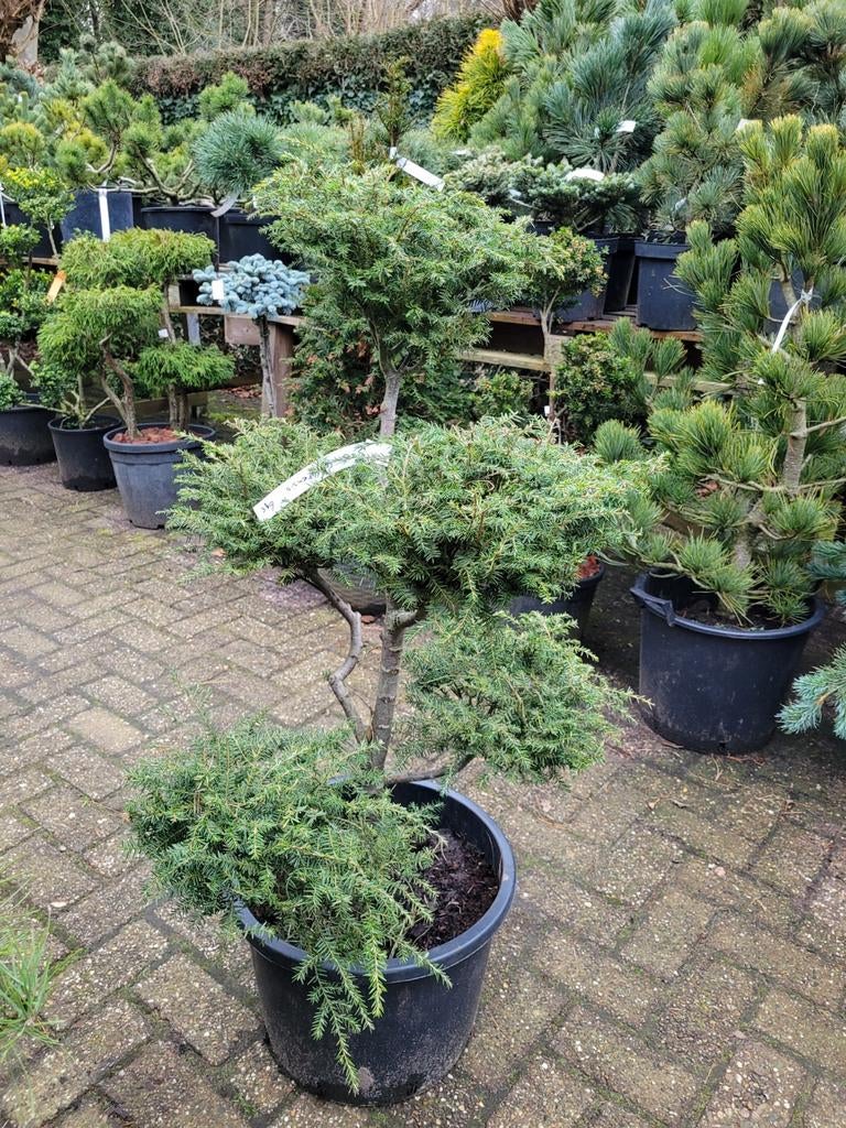 Tsuga Canadensis Vormsnoei - Japanse Hemlock, Tuin en Terras, Planten | Bomen, Bloeit niet, Halfschaduw, Overige soorten, 100 tot 250 cm