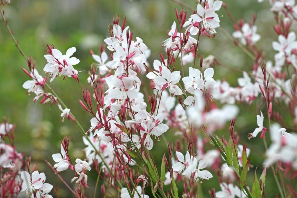 Gaura lindheimeri prachtkaars tuinplanten, Tuin en Terras, Planten | Tuinplanten, Ophalen of Verzenden, Vaste plant, Overige soorten