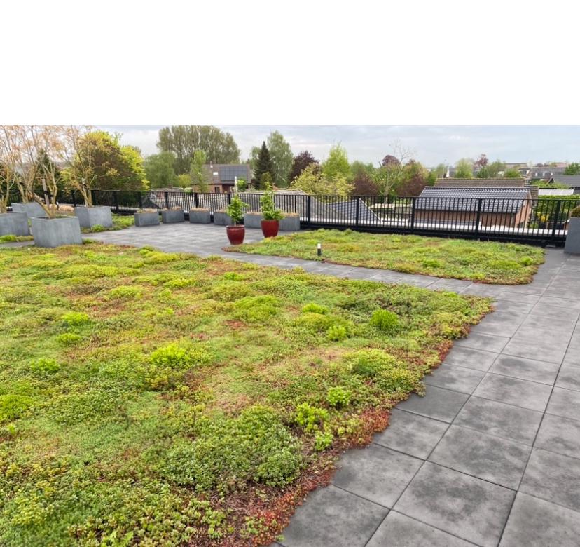 Sedum groen dak in cassettes of matten pakket, Tuin en Terras, Ophalen of Verzenden, Volle zon