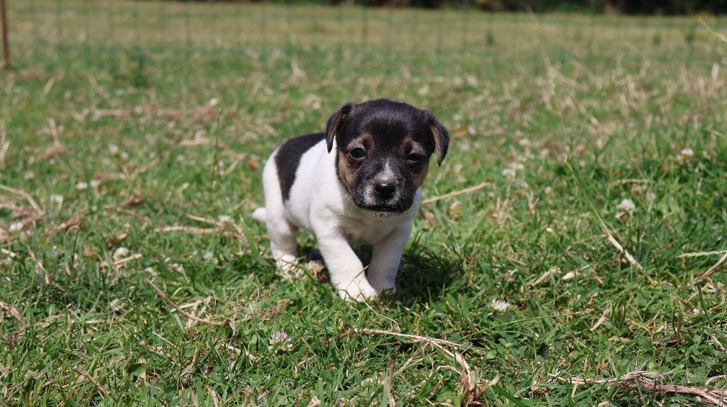 Wij hebben hele knappe jack russel pups te koop, Dieren en Toebehoren, Honden | Jack Russells en Terriërs, Parvo, Nederland, Jack Russell Terriër