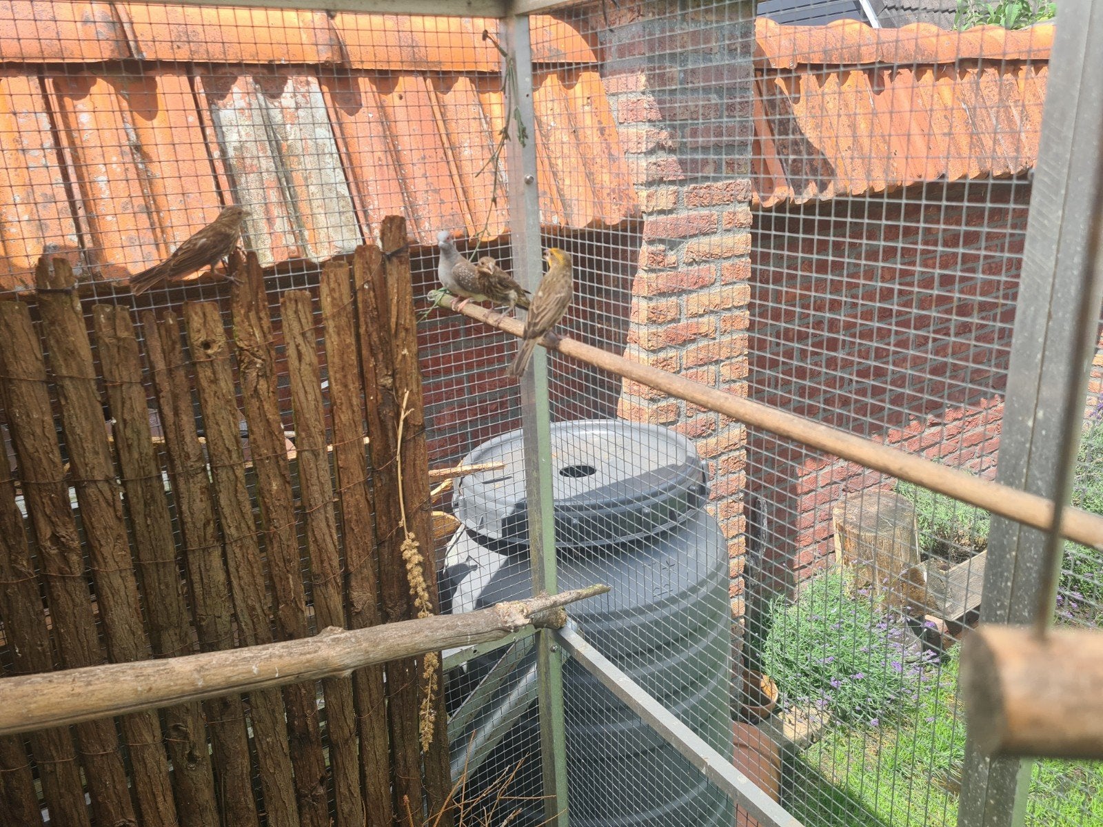 mexicaanse roodmussen, Dieren en Toebehoren, Vogels | Overige Vogels, Geslacht onbekend