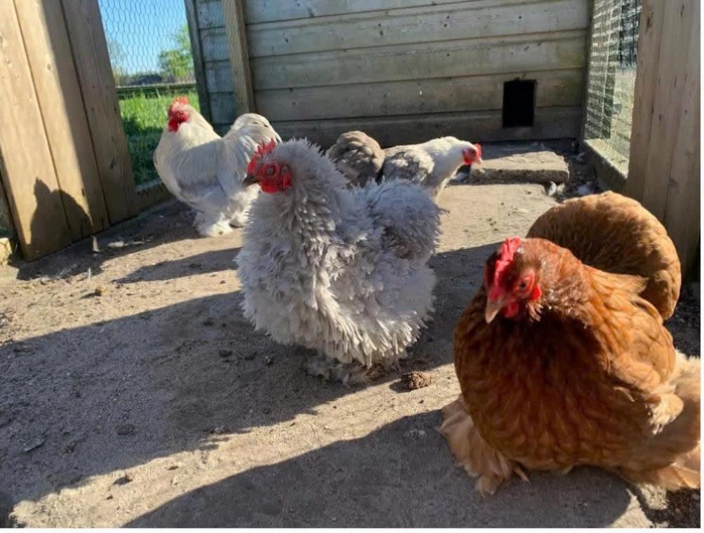 Cochin kriel verse broedeieren, Dieren en Toebehoren, Pluimvee, Geslacht onbekend, Kip