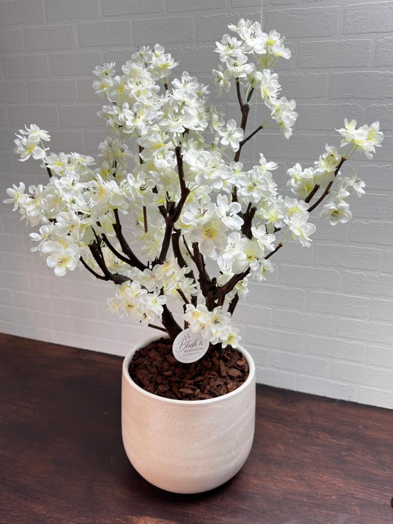 Essence Blossom, Ophalen, Nieuw