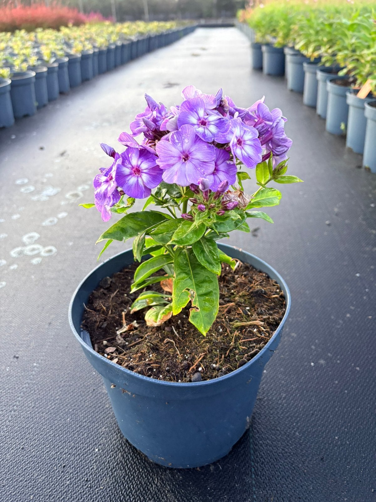 Vaste plant, grote bloemen Phlox paniculata 'Laura', Tuin en Terras, Ophalen of Verzenden, Overige soorten, Halfschaduw