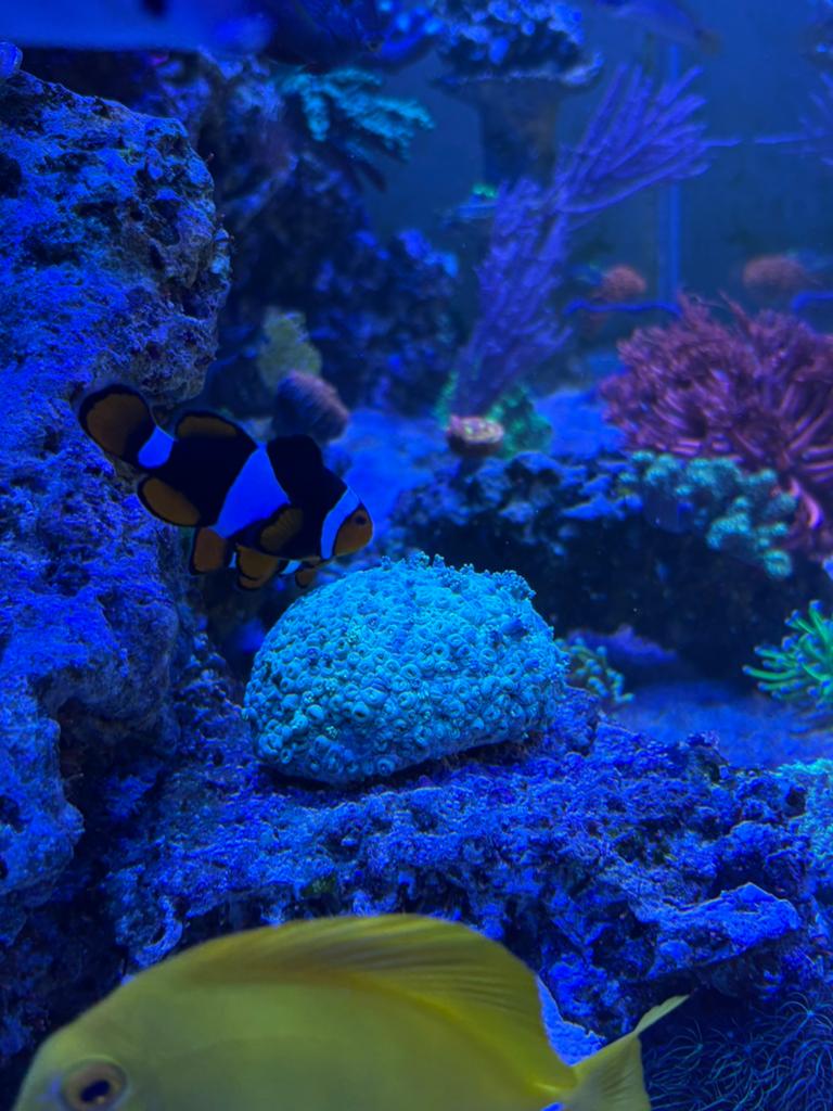 Anemoonvis Amphiprion Percula, Dieren en Toebehoren, Vissen | Aquariumvissen, Vis