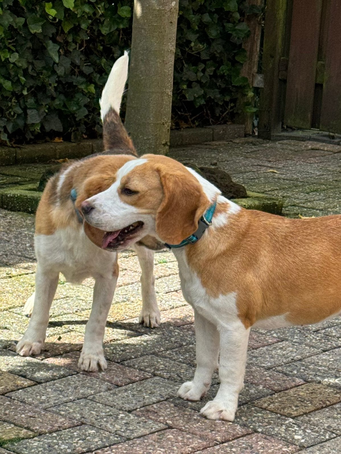 Beagle teefje zoekt nieuwe baas!, Dieren en Toebehoren, Honden | Beagles, Bassets en Lopende honden, Beagle, CDV (hondenziekte)