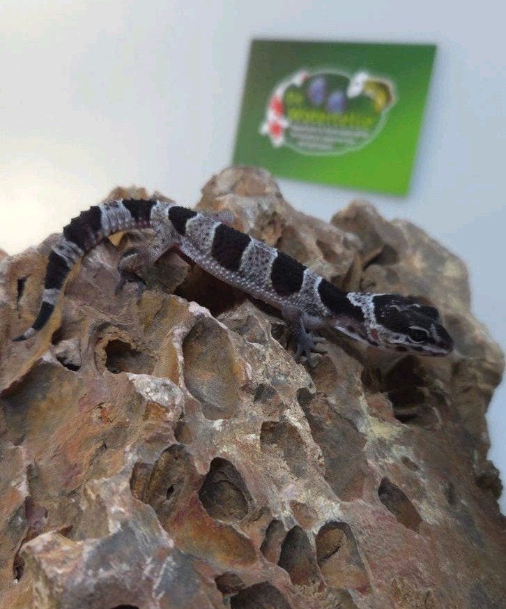 Luipaardgekko Blacknight Leopard Gecko photo 5