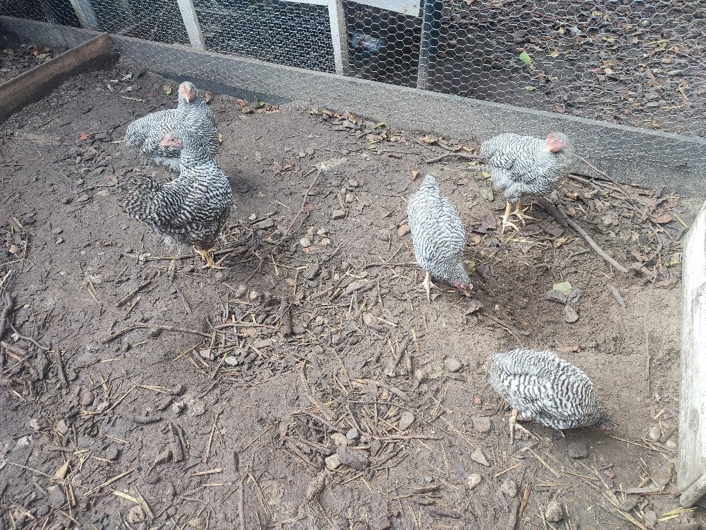 Jonge Amrock hanen groot ras, Mannelijk, Kip
