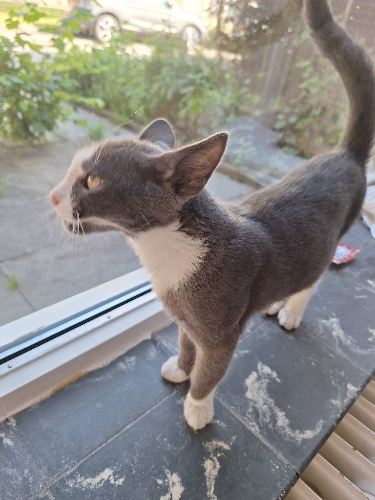 Kater, Kater, Kortharig, 0 tot 2 jaar